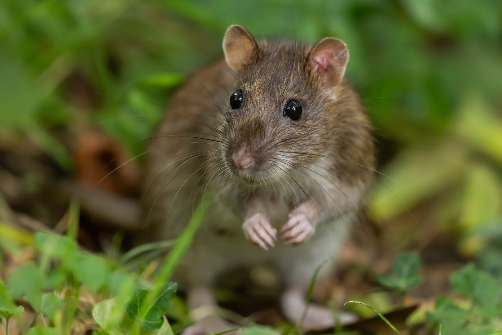 Como identificar pragas perigosas no quintal